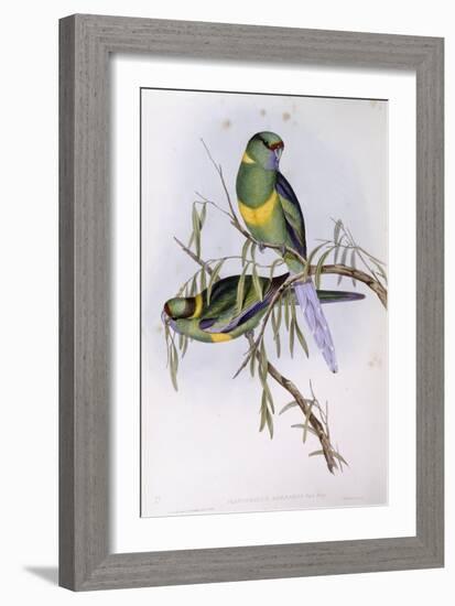 Mallee Ringneck (Platycercus or Barnardius Barnardi)-John Gould-Framed Giclee Print