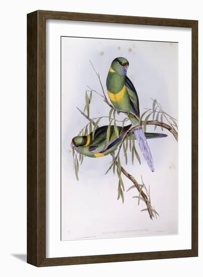 Mallee Ringneck (Platycercus or Barnardius Barnardi)-John Gould-Framed Giclee Print