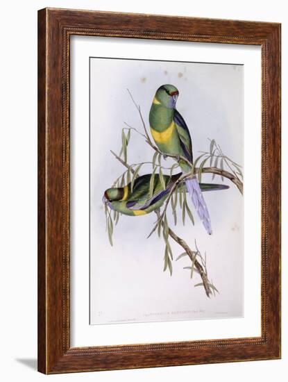 Mallee Ringneck (Platycercus or Barnardius Barnardi)-John Gould-Framed Giclee Print