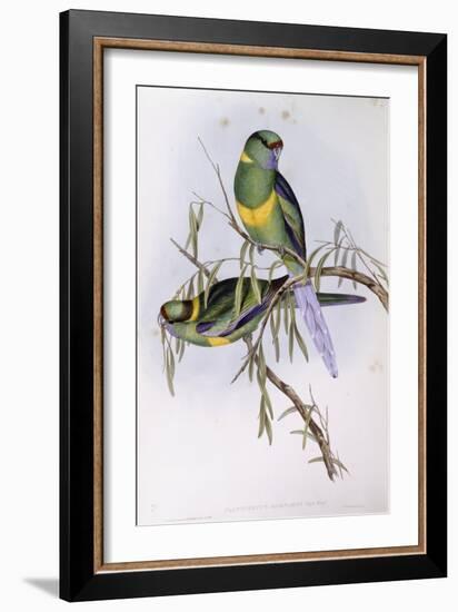 Mallee Ringneck (Platycercus or Barnardius Barnardi)-John Gould-Framed Giclee Print