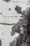 Detail of a Painted Retaining Wall on the Main Shopping Street in Obidos-Mallorie Ostrowitz-Photographic Print