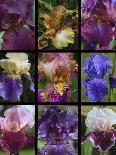Posters of irises shot in Aquitaine province of France after a rain.-Mallorie Ostrowitz-Photographic Print