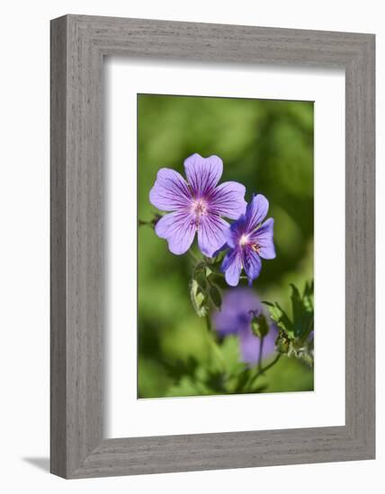 Mallow, Malva, blossom, mauve, close-up-David & Micha Sheldon-Framed Photographic Print