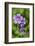 Mallow, Malva, blossom, mauve, close-up-David & Micha Sheldon-Framed Photographic Print