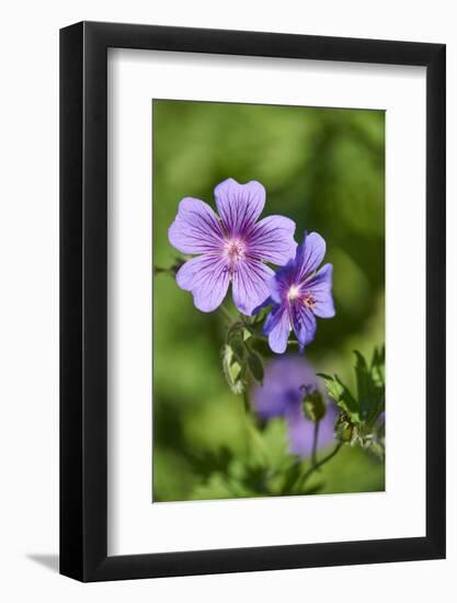 Mallow, Malva, blossom, mauve, close-up-David & Micha Sheldon-Framed Photographic Print