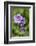 Mallow, Malva, blossom, mauve, close-up-David & Micha Sheldon-Framed Photographic Print