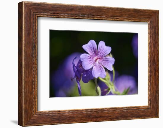 Mallow, Malva, blossom, mauve, close-up-David & Micha Sheldon-Framed Photographic Print