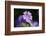 Mallow, Malva, blossom, mauve, close-up-David & Micha Sheldon-Framed Photographic Print