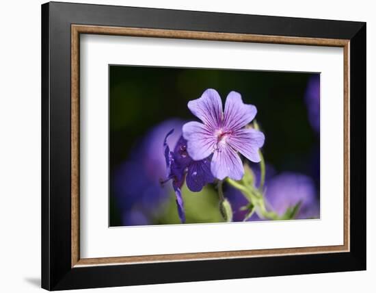 Mallow, Malva, blossom, mauve, close-up-David & Micha Sheldon-Framed Photographic Print