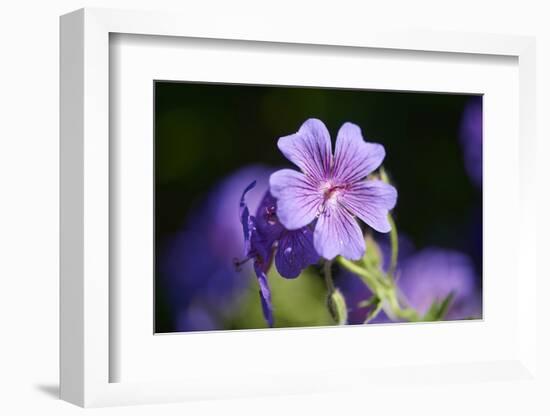 Mallow, Malva, blossom, mauve, close-up-David & Micha Sheldon-Framed Photographic Print