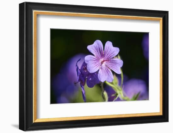 Mallow, Malva, blossom, mauve, close-up-David & Micha Sheldon-Framed Photographic Print