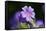 Mallow, Malva, blossom, mauve, close-up-David & Micha Sheldon-Framed Stretched Canvas