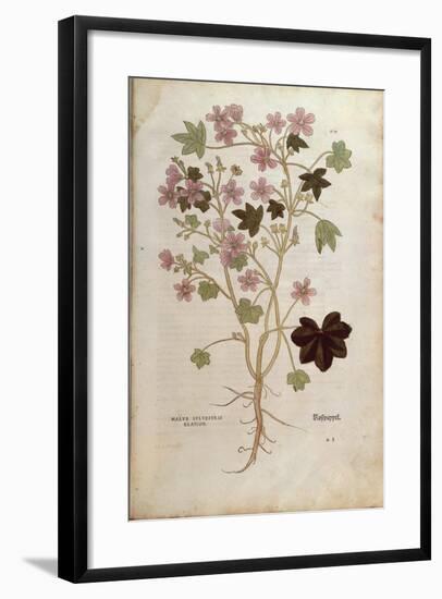 Mallow (Malva Sylvestris Elatior) by Leonhart Fuchs from De Historia Stirpium Commentarii Insignes-null-Framed Giclee Print