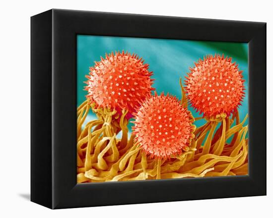 Mallow Plant Pollen Magnified 300 Times-Micro Discovery-Framed Premier Image Canvas