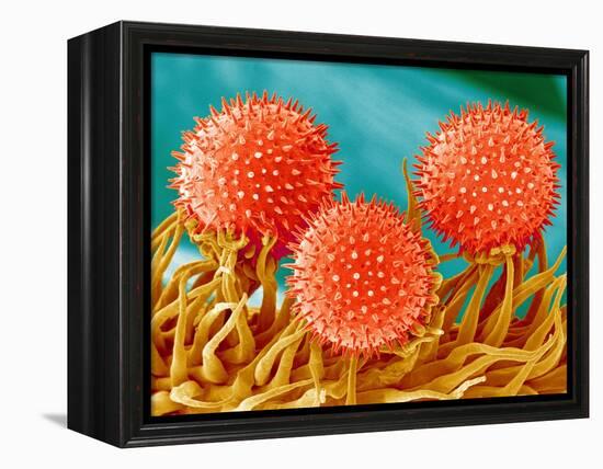 Mallow Plant Pollen Magnified 300 Times-Micro Discovery-Framed Premier Image Canvas