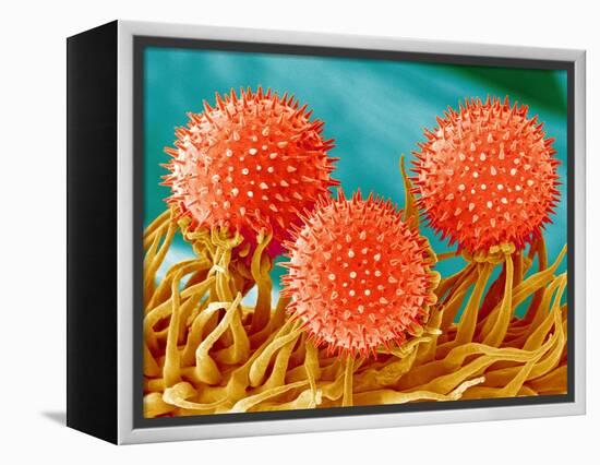 Mallow Plant Pollen Magnified 300 Times-Micro Discovery-Framed Premier Image Canvas