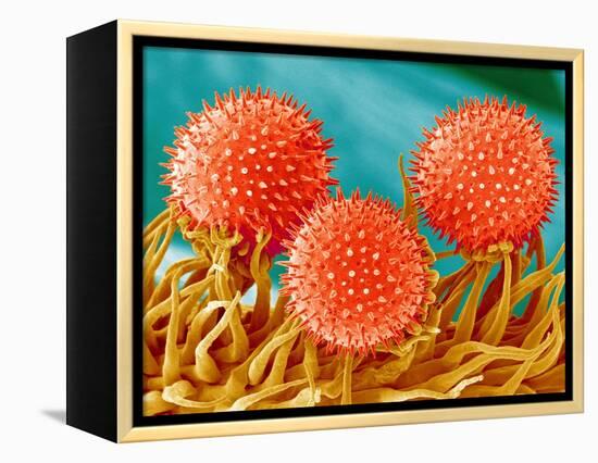 Mallow Plant Pollen Magnified 300 Times-Micro Discovery-Framed Premier Image Canvas