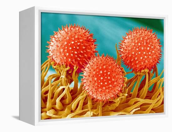 Mallow Plant Pollen Magnified 300 Times-Micro Discovery-Framed Premier Image Canvas