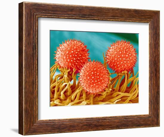 Mallow Plant Pollen Magnified 300 Times-Micro Discovery-Framed Photographic Print