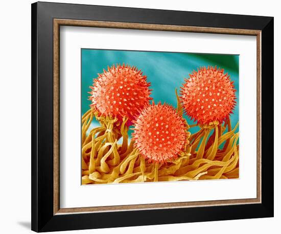 Mallow Plant Pollen Magnified 300 Times-Micro Discovery-Framed Photographic Print