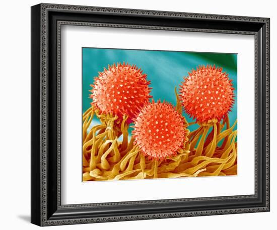 Mallow Plant Pollen Magnified 300 Times-Micro Discovery-Framed Photographic Print