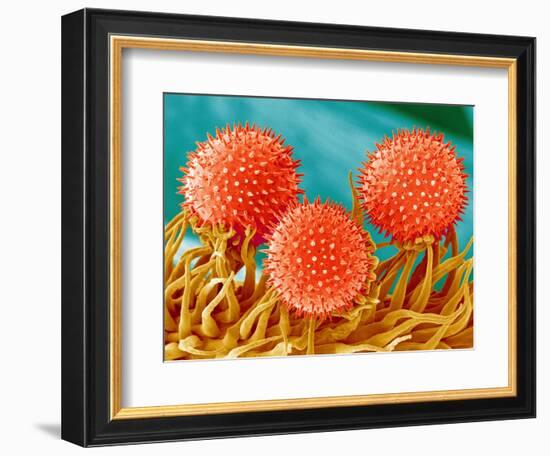 Mallow Plant Pollen Magnified 300 Times-Micro Discovery-Framed Photographic Print