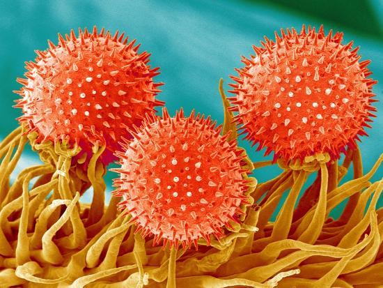 mallow plant pollen magnified 300 times photographic print by micro