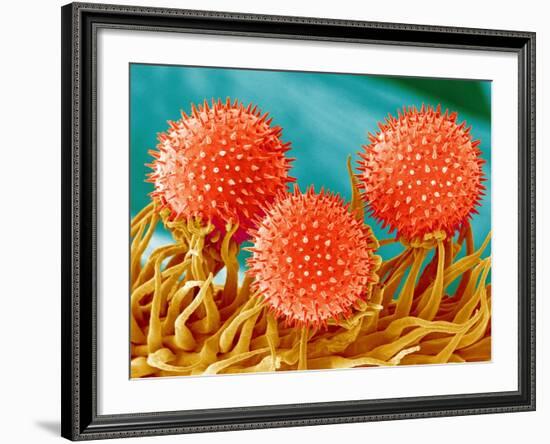 Mallow Plant Pollen Magnified 300 Times-Micro Discovery-Framed Photographic Print