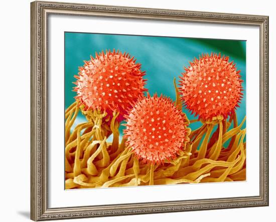 Mallow Plant Pollen Magnified 300 Times-Micro Discovery-Framed Photographic Print