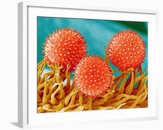 Mallow Plant Pollen Magnified 300 Times-Micro Discovery-Framed Photographic Print