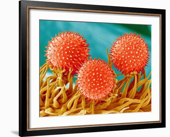 Mallow Plant Pollen Magnified 300 Times-Micro Discovery-Framed Photographic Print