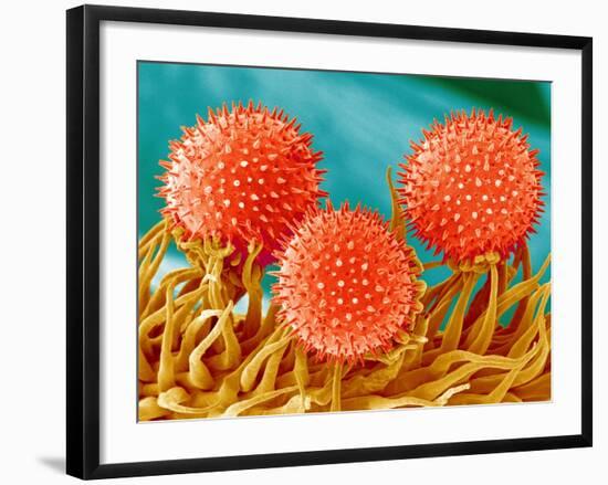 Mallow Plant Pollen Magnified 300 Times-Micro Discovery-Framed Photographic Print