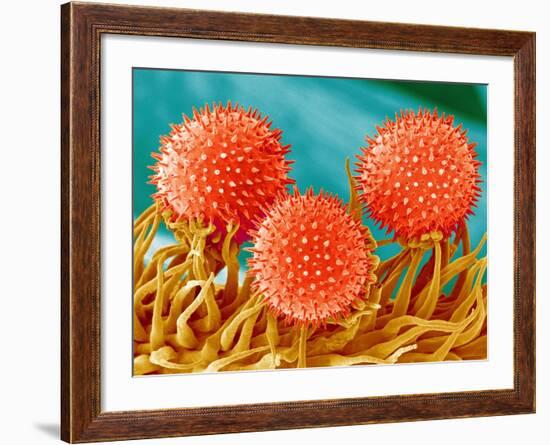 Mallow Plant Pollen Magnified 300 Times-Micro Discovery-Framed Photographic Print