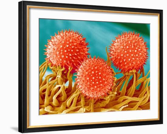 Mallow Plant Pollen Magnified 300 Times-Micro Discovery-Framed Photographic Print