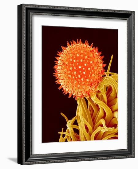 Mallow Plant Pollen Magnified 600 Times-Micro Discovery-Framed Photographic Print