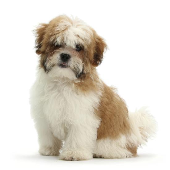 Maltese Cross Shih Tzu Pup Leo 13 Weeks Old Sitting