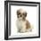 Maltese Cross Shih-Tzu Pup, Leo, 13 Weeks Old, Sitting-Mark Taylor-Framed Photographic Print