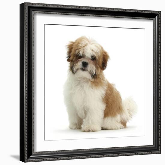 Maltese Cross Shih-Tzu Pup, Leo, 13 Weeks Old, Sitting-Mark Taylor-Framed Photographic Print