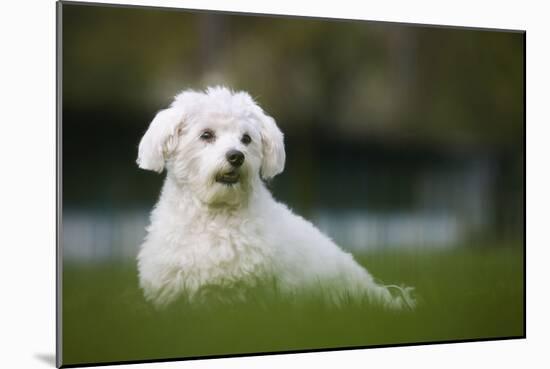 Maltese Dog in Garden-null-Mounted Photographic Print