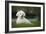 Maltese Dog in Garden-null-Framed Photographic Print