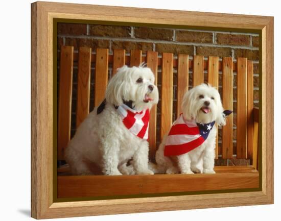 Maltese Dogs Wearing the American Flag-Karen M^ Romanko-Framed Premier Image Canvas