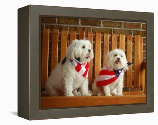 Maltese Dogs Wearing the American Flag-Karen M^ Romanko-Framed Premier Image Canvas