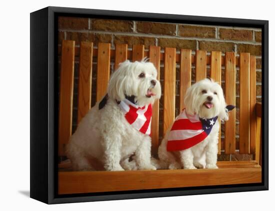 Maltese Dogs Wearing the American Flag-Karen M^ Romanko-Framed Premier Image Canvas