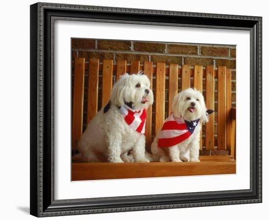 Maltese Dogs Wearing the American Flag-Karen M^ Romanko-Framed Photographic Print