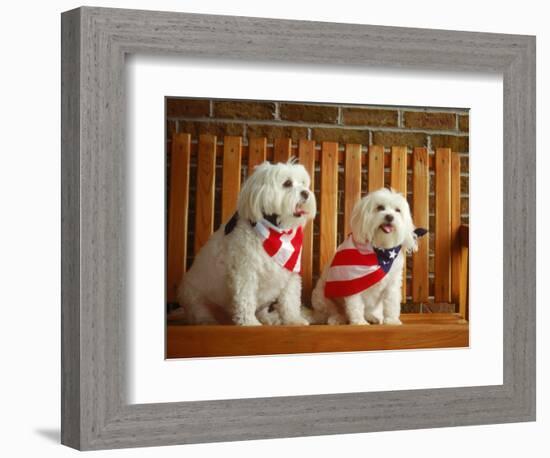 Maltese Dogs Wearing the American Flag-Karen M^ Romanko-Framed Photographic Print