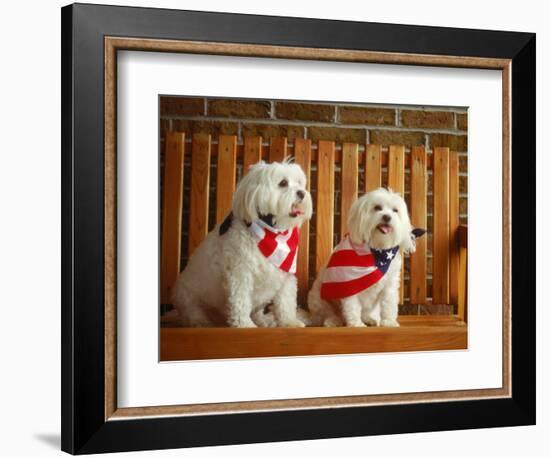 Maltese Dogs Wearing the American Flag-Karen M^ Romanko-Framed Photographic Print