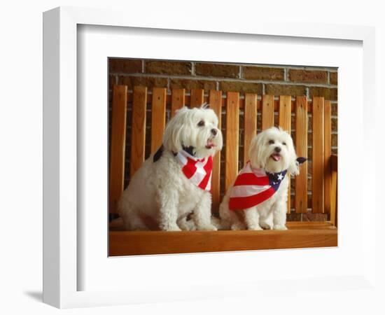 Maltese Dogs Wearing the American Flag-Karen M^ Romanko-Framed Photographic Print