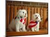 Maltese Dogs Wearing the American Flag-Karen M^ Romanko-Mounted Photographic Print