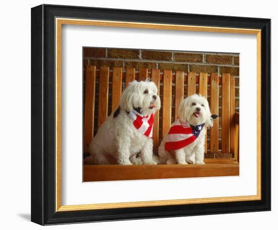 Maltese Dogs Wearing the American Flag-Karen M^ Romanko-Framed Photographic Print