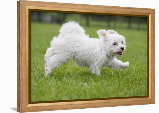 Maltese Puppy Running in Garden-null-Framed Premier Image Canvas